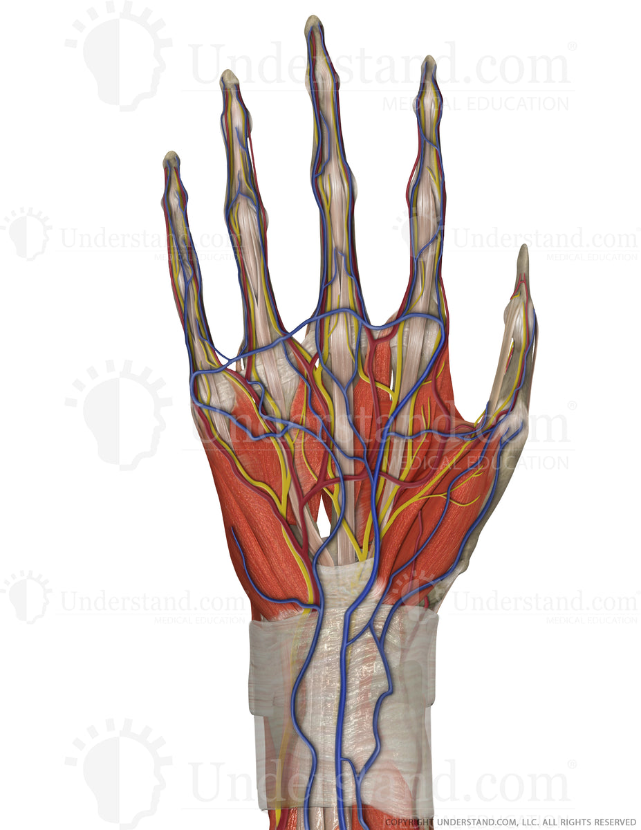 Hand and Wrist Complete Palmar Image – Understand.com