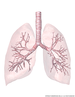 view of the lungs